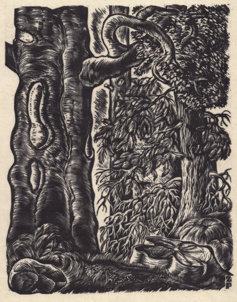 zygmuntpazdadrzewa14.jpg